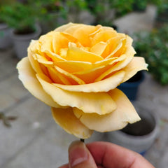 Global Beauty Rose