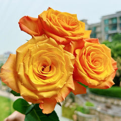 Gold Coast Rose