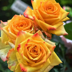 Gold Coast Rose