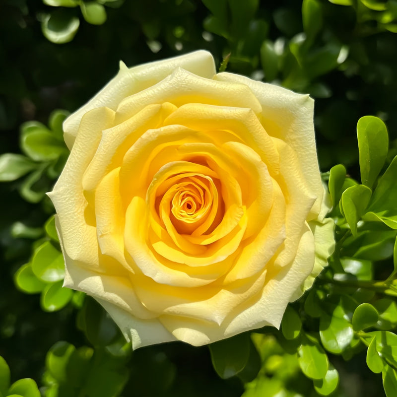 Gold Strike Rose Plant