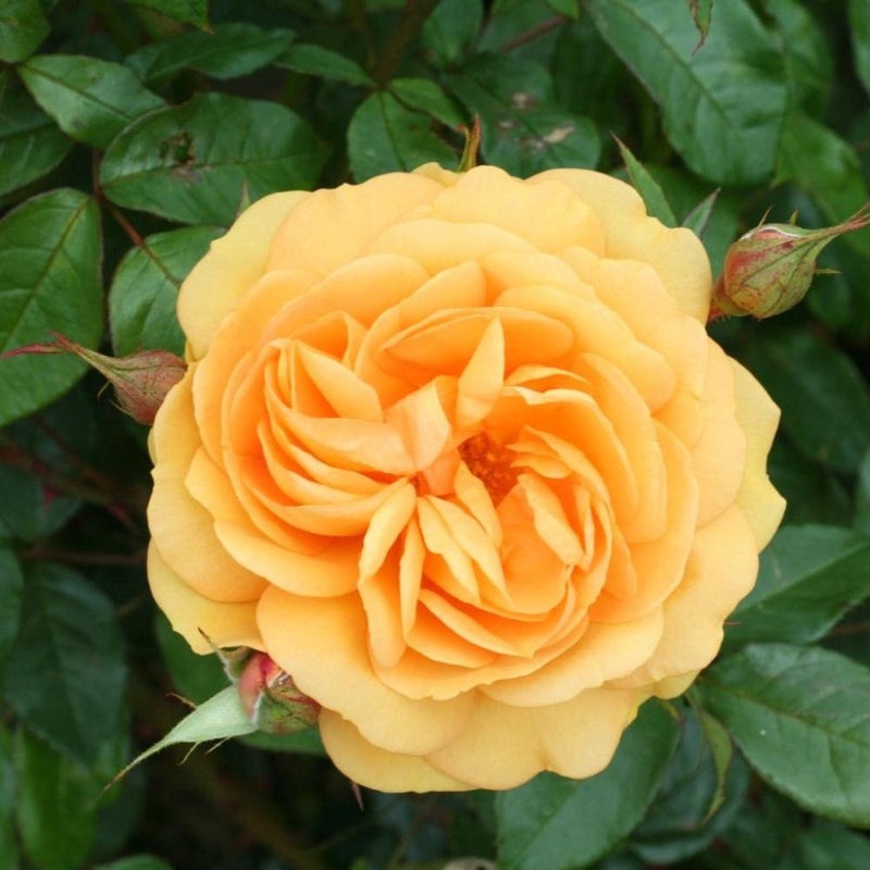 Golden Beauty Rose Plant – A Radiant Addition to Your Garden