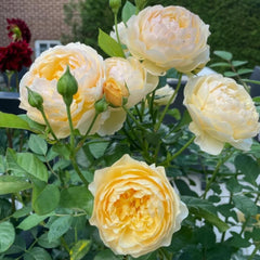 Golden Beauty Rose Plant – A Radiant Addition to Your Garden