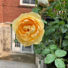 Golden Beauty Rose Plant – A Radiant Addition to Your Garden