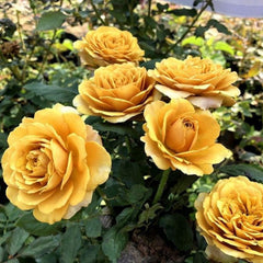 Golden Mustard Rose Plant – Add Unique Beauty to Your Garden