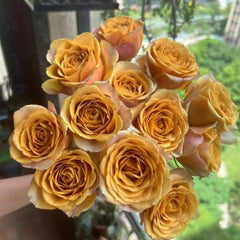 Golden Mustard Rose Plant – Add Unique Beauty to Your Garden