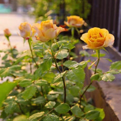 Golden Mustard Rose Plant – Add Unique Beauty to Your Garden