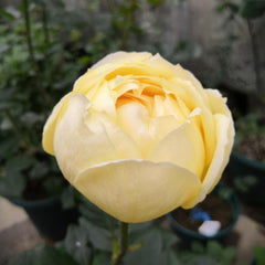 Golden Yves Piaget Rose Plant – Luxurious Blooms for Your Garden