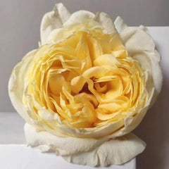 Golden Yves Piaget Rose Plant – Luxurious Blooms for Your Garden