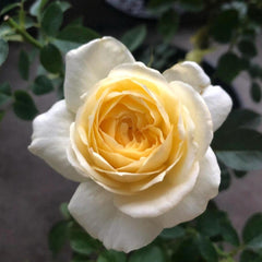 Golden Yves Piaget Rose Plant – Luxurious Blooms for Your Garden