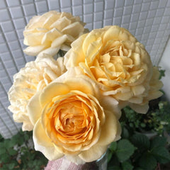 Golden Yves Piaget Rose Plant – Luxurious Blooms for Your Garden