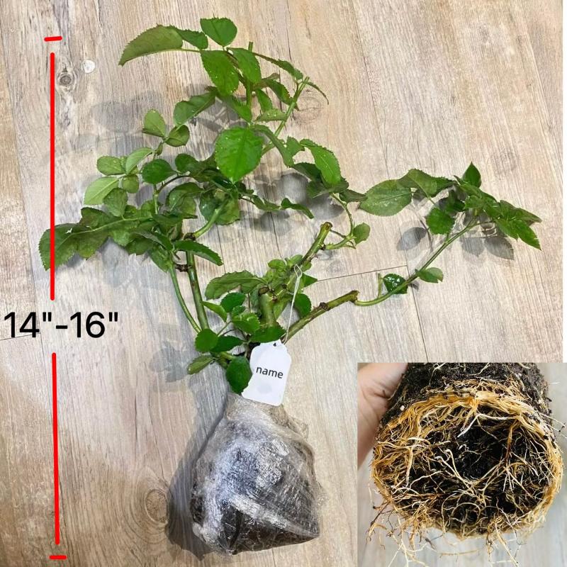 jude rose seeds Jude the Obscure Rose – Golden Apricot Austin Rose – Rose_Explosion
