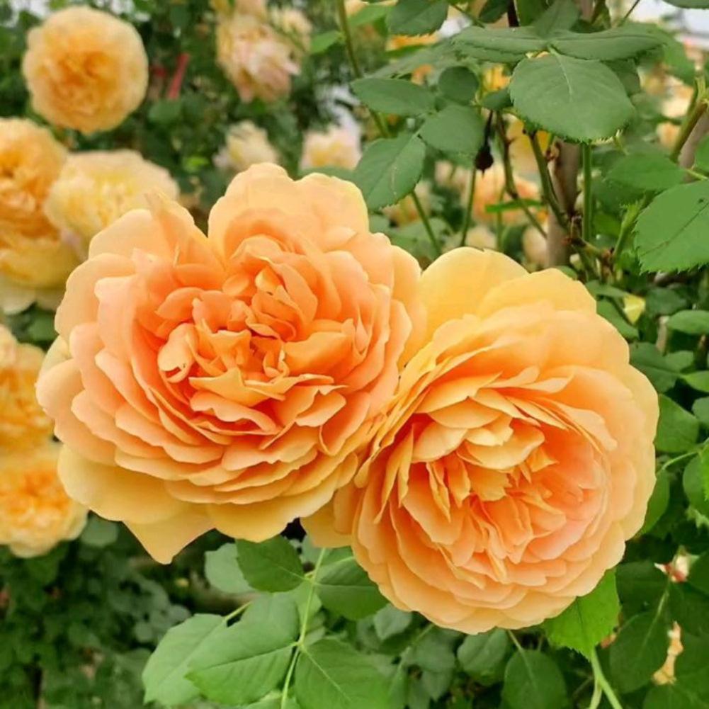 Golden Celebration Rose Plant – Austin Floribunda Roses for Your Garden ...