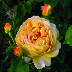 Golden Celebration Rose Plant – Austin Floribunda Roses for Your Garden