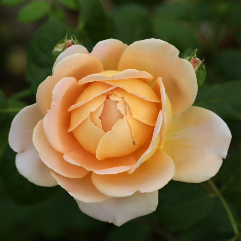 Golden Celebration Rose Plant – Austin Floribunda Roses for Your Garden