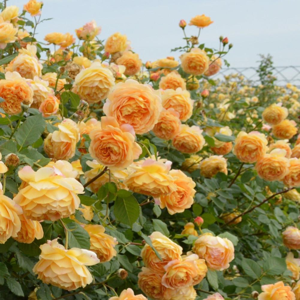Golden Colored Roses Golden Celebration Rose Plant – Austin Floribunda Roses for Your Garden ...