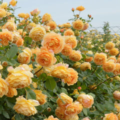 Golden Celebration Rose Plant – Austin Floribunda Roses for Your Garden