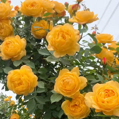 Golden Celebration Rose Plant – Austin Floribunda Roses for Your Garden