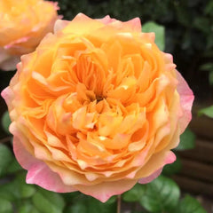 Golden Vuvuzela Rose Plant – A Vibrant Addition to Your Garden