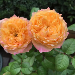 Golden Vuvuzela Rose Plant – A Vibrant Addition to Your Garden