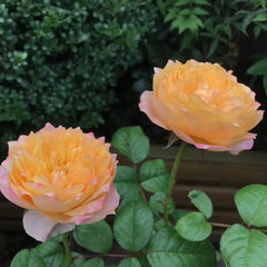 Golden Vuvuzela Rose Plant – A Vibrant Addition to Your Garden