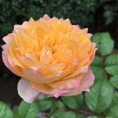 Golden Vuvuzela Rose Plant – A Vibrant Addition to Your Garden