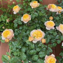 Golden Vuvuzela Rose Plant – A Vibrant Addition to Your Garden