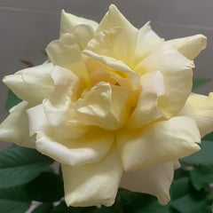 Golden silk Rose