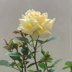 Golden silk Rose