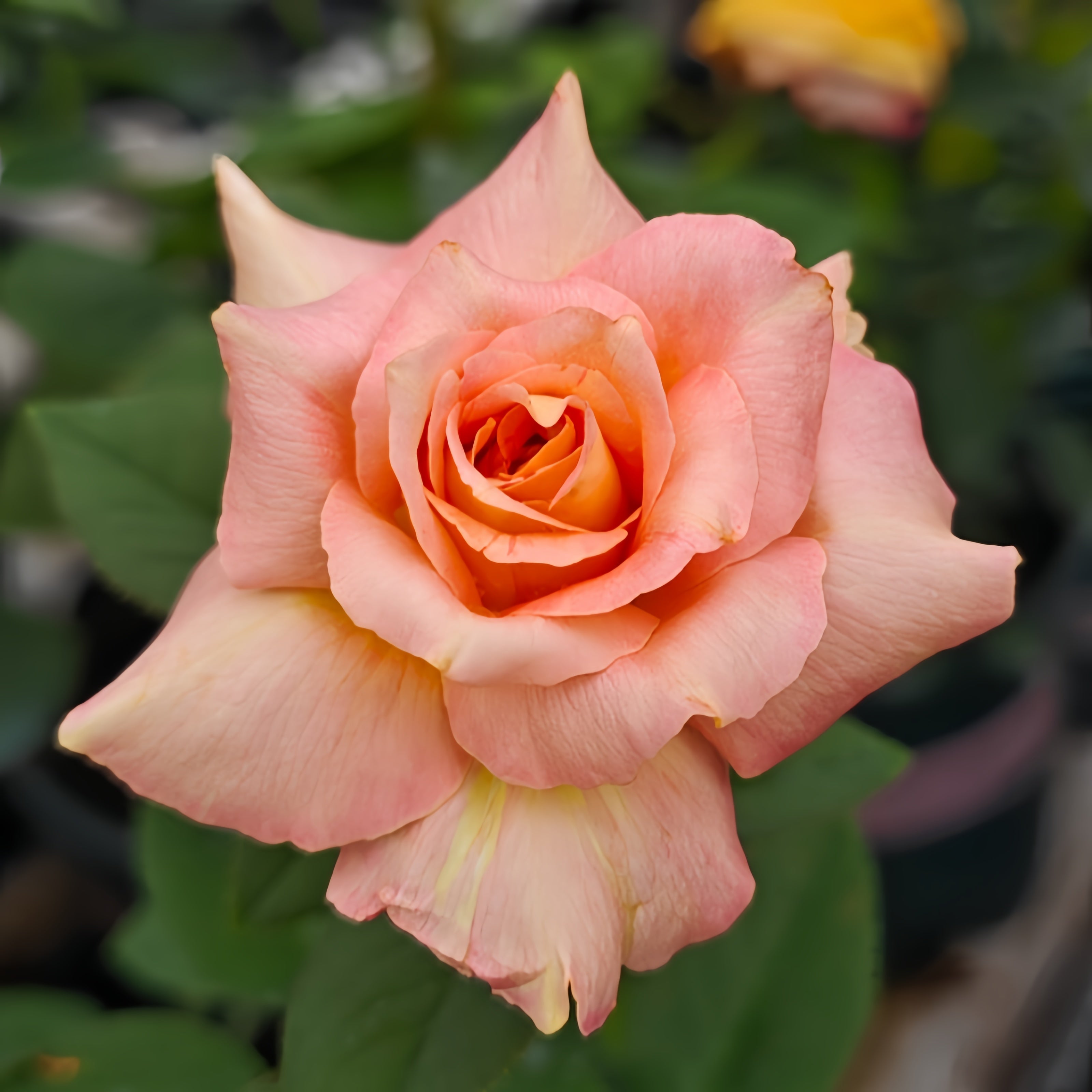 Goldon Ranse Golden silk Rose Plant|金绸 – Rose_Explosion