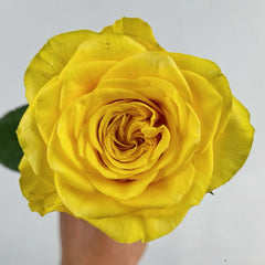 Goldfinch Rose