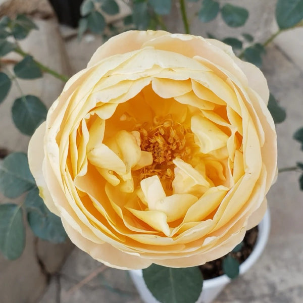 Goldie Rose Plant | 歌迪 – Rose_Explosion