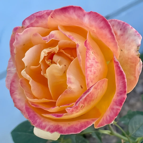 Good Day Sunshine Rose