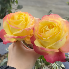 Good Day Sunshine Rose