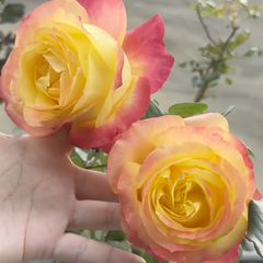 Good Day Sunshine Rose