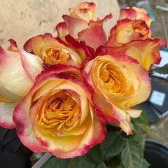 Good Day Sunshine Rose