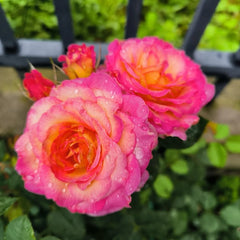 Gorgeous Rose
