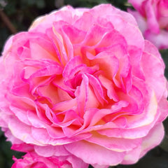 Gorgeous Rose