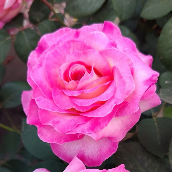 Gorgeous Rose