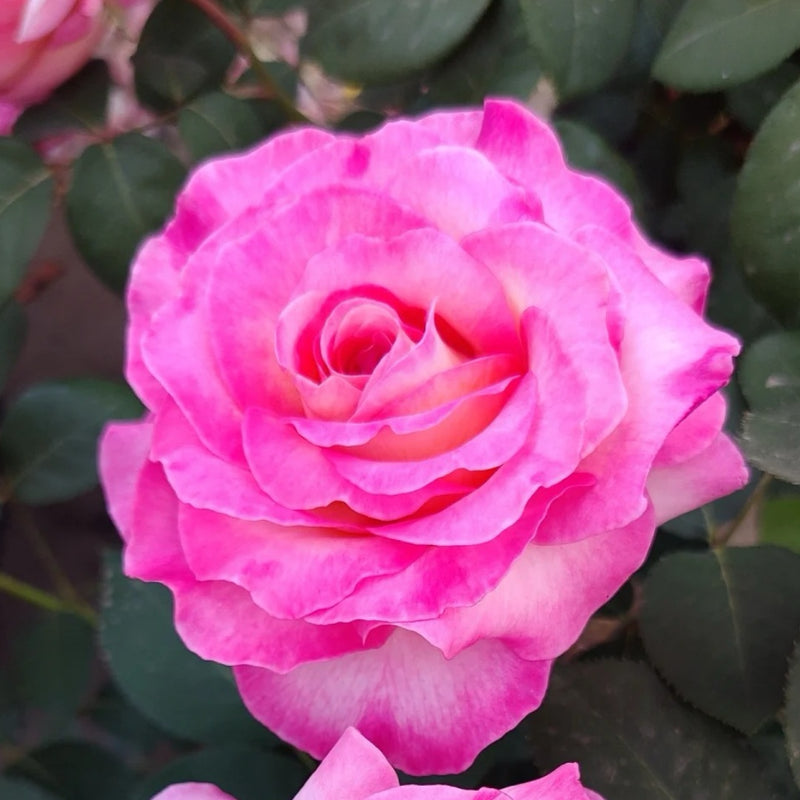 Gorgeous Rose