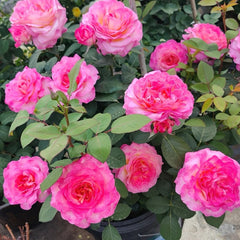 Gorgeous Rose