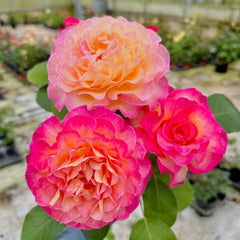 Gorgeous Rose