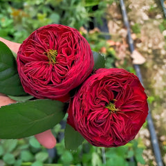 Two red flowers held by a hand with a blurred green background