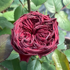 Close-up of a dark red rose bud surrounded by green leaves.