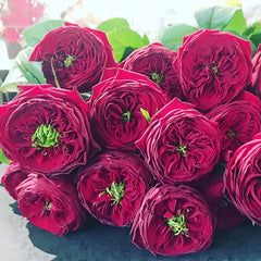 Bouquet of red roses with green leaves on a light background