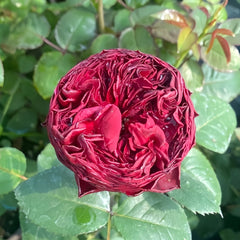 Close-up of a red rose bud surrounded by green leaves