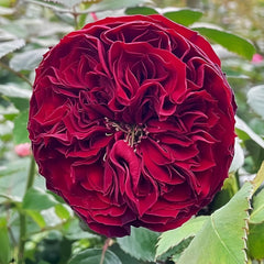 Close-up of a deep red rose with green leaves in the background
