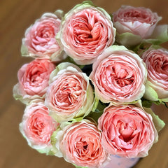 Gravity Rose Plant｜引力玫瑰