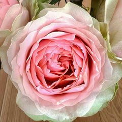 Gravity Rose Plant｜引力玫瑰