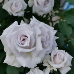 Grawn Blue Rose