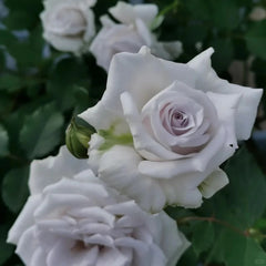 Grawn Blue Rose